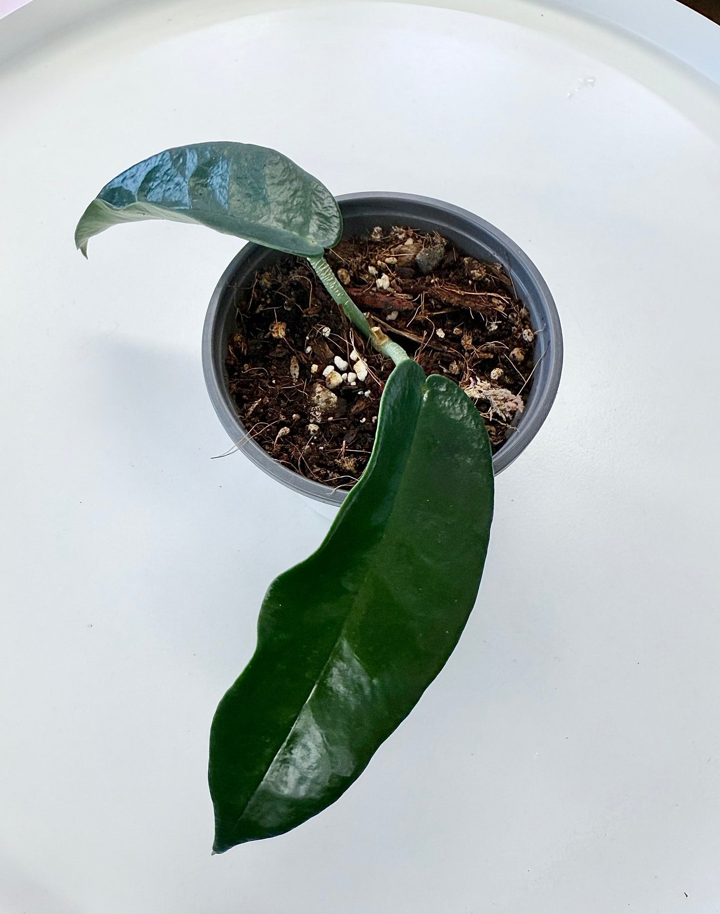 Hoya ‘Seanie’ 4”
