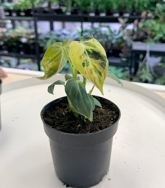 Philodendron melanochrysum Variegated 4”
