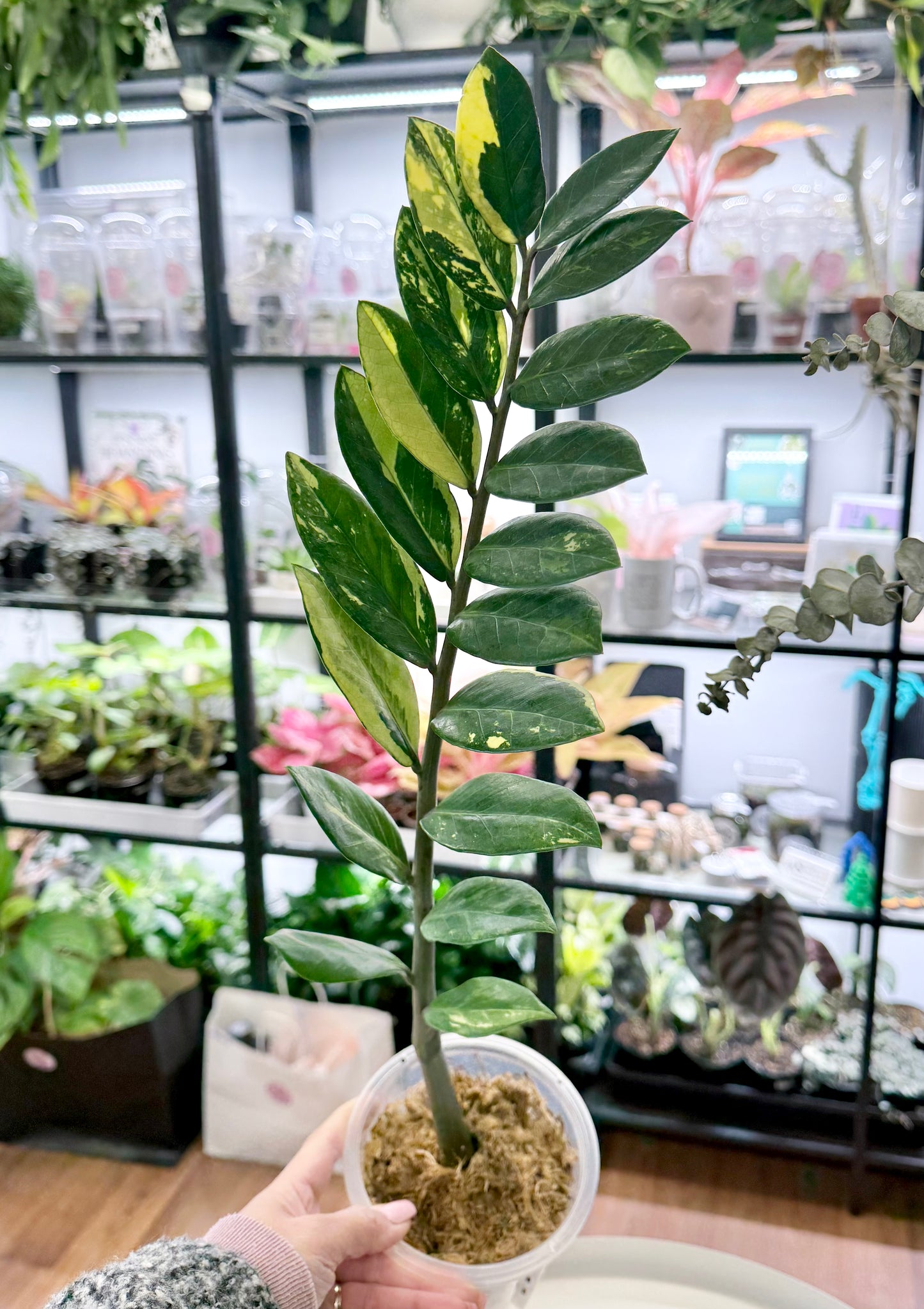ZZ / Zamioculcas zamiifolia variegated