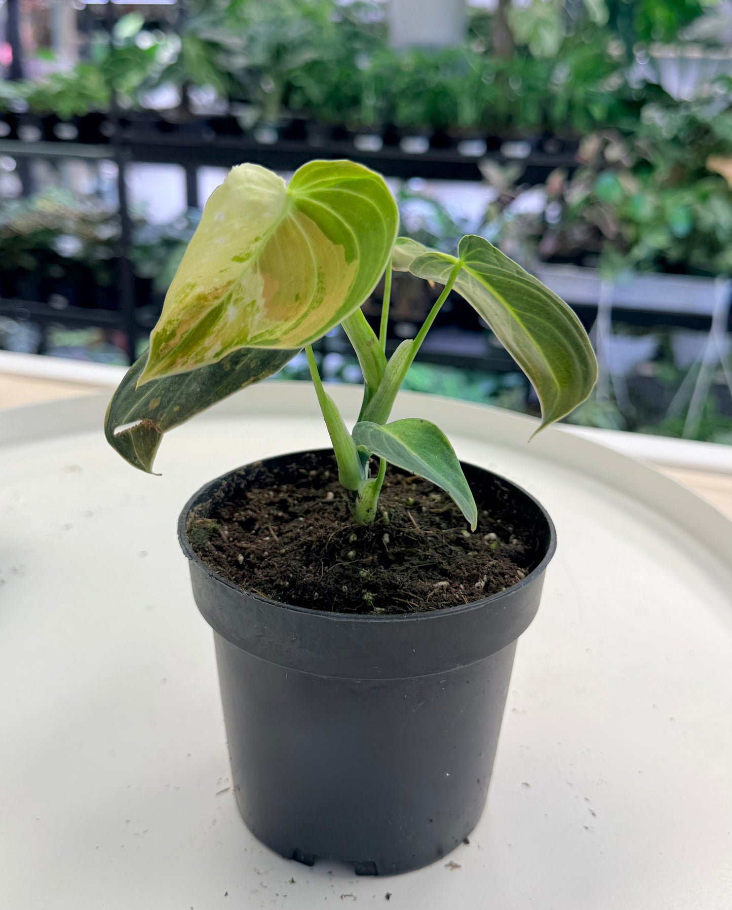 Philodendron melanochrysum Variegated 4”