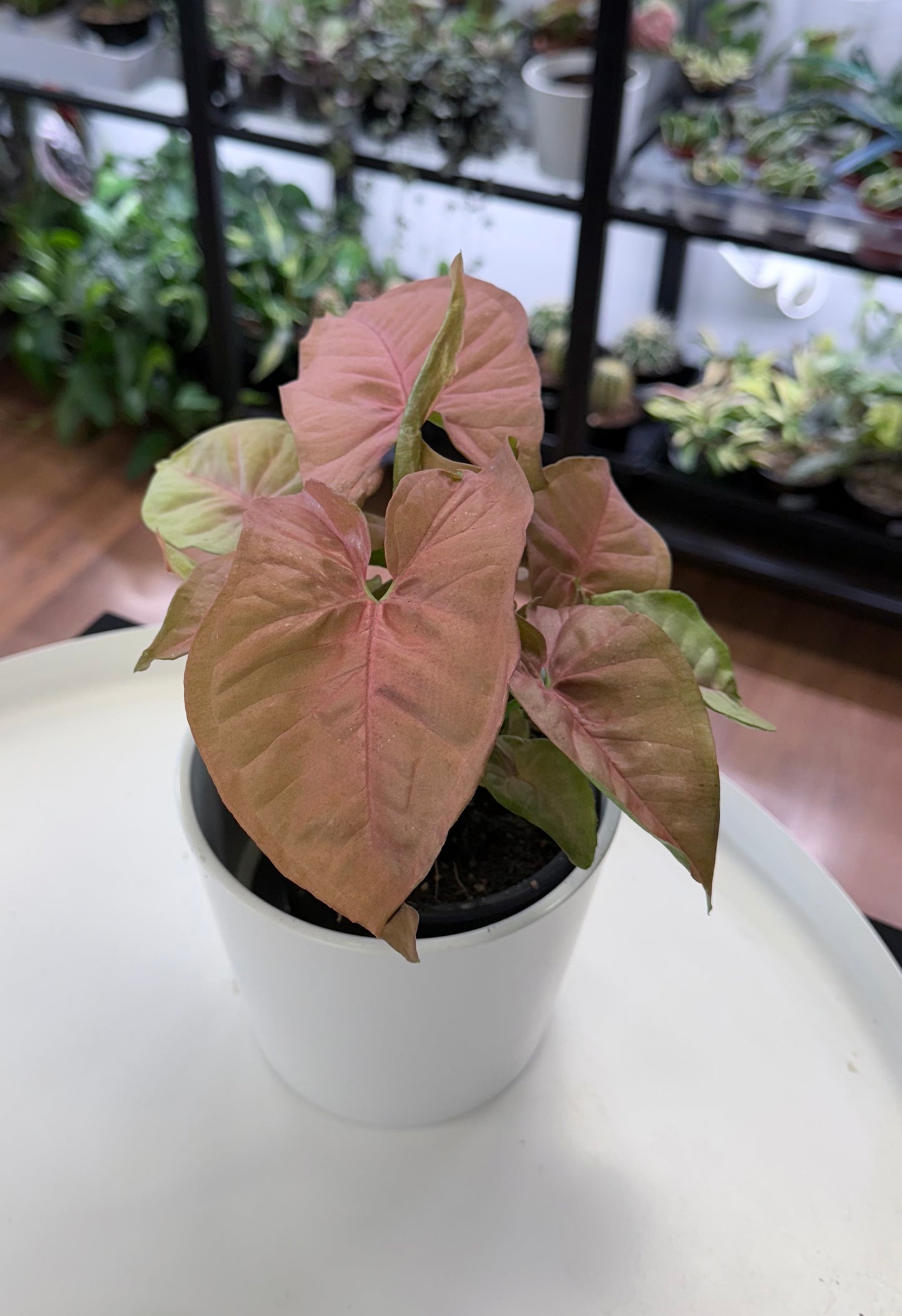 Syngonium ‘Neon Robusta’ 4”