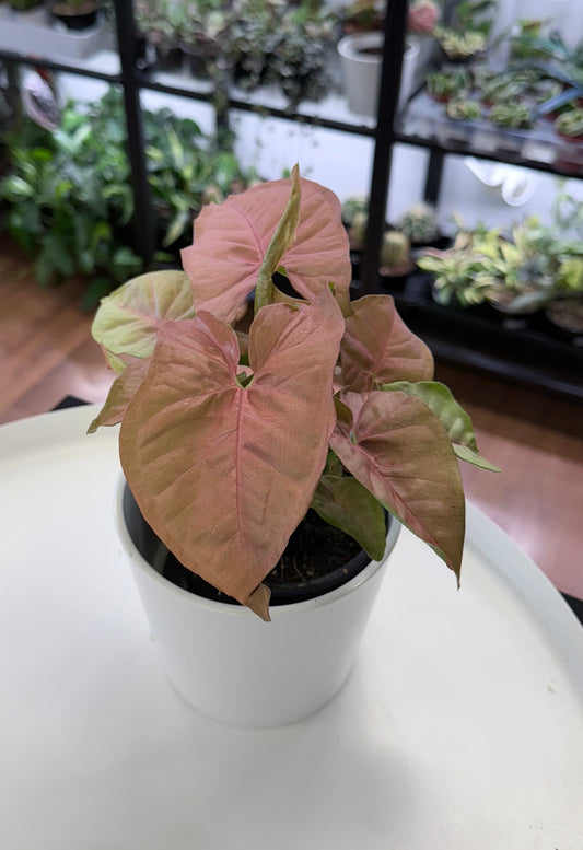 Syngonium ‘Neon Robusta’ 4”