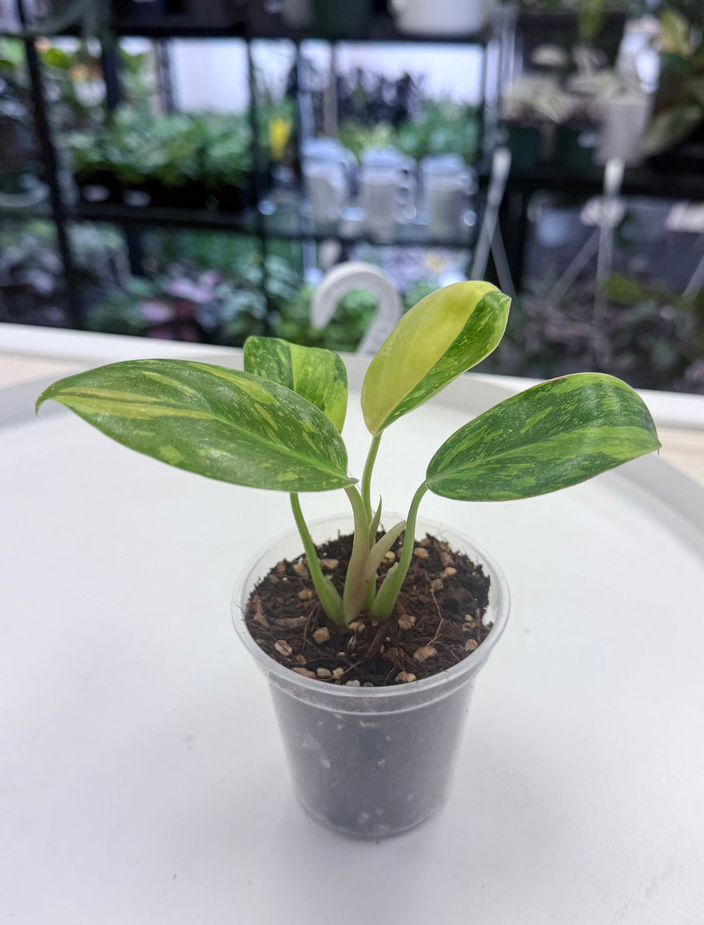 Philodendron Green Congo 'Nuclear’