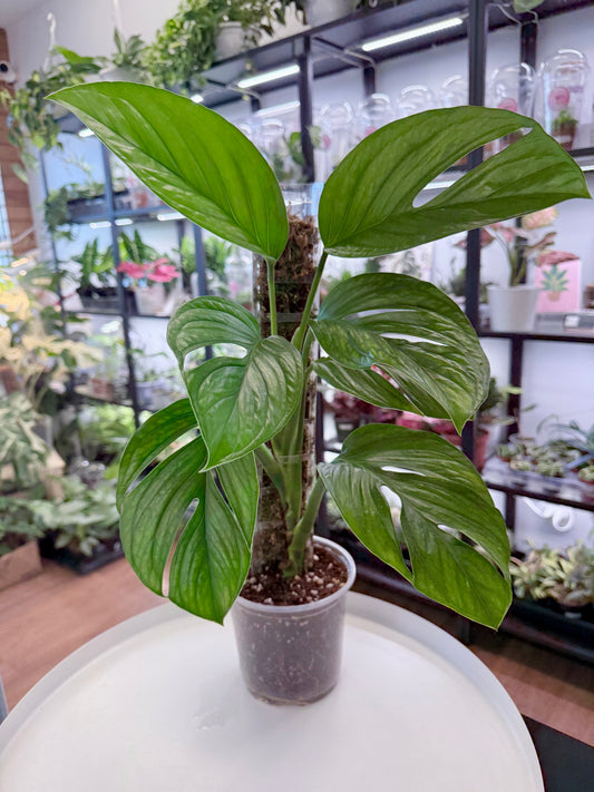 Monstera pinnatipartita