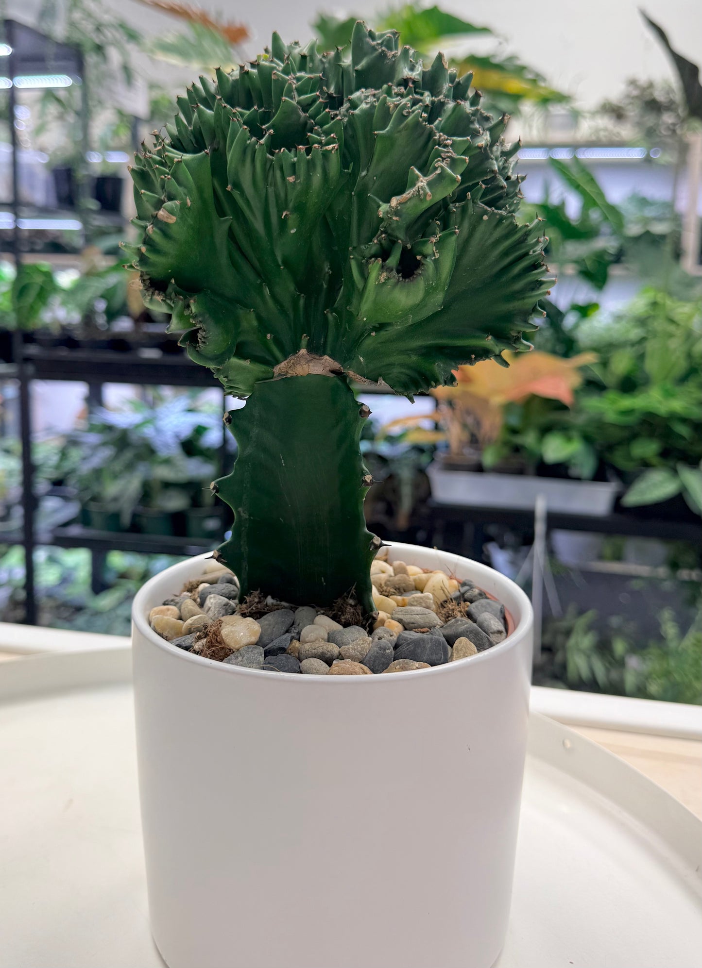 Euphorbia lactea cristata | Grafted | Ceramic 6”