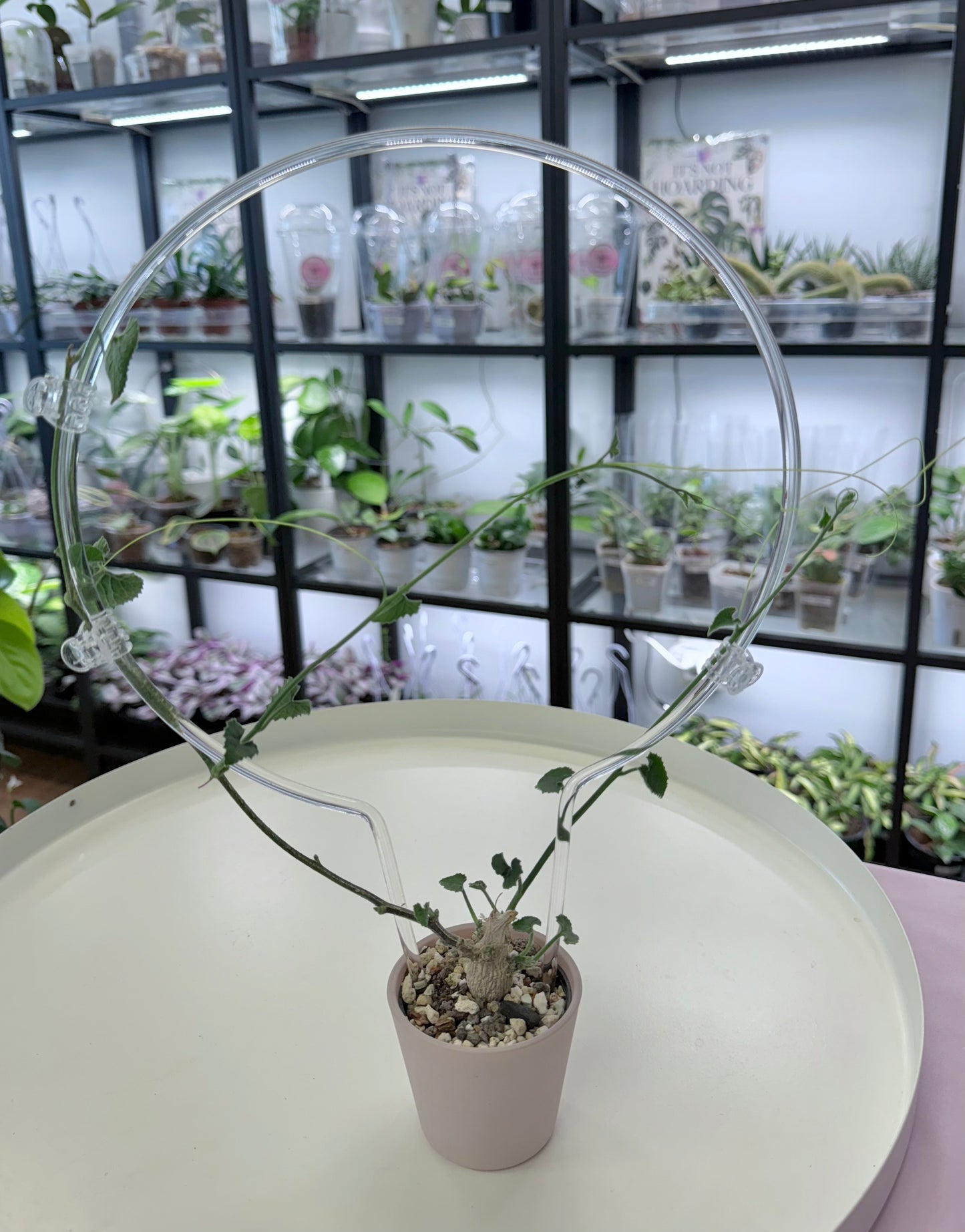 Corallocarpus bainesii (8.5” round trellis)