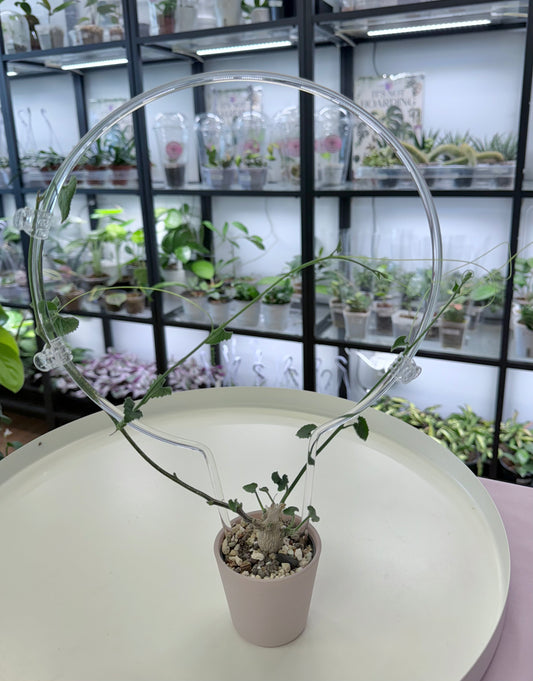 Corallocarpus bainesii (8.5” round trellis)