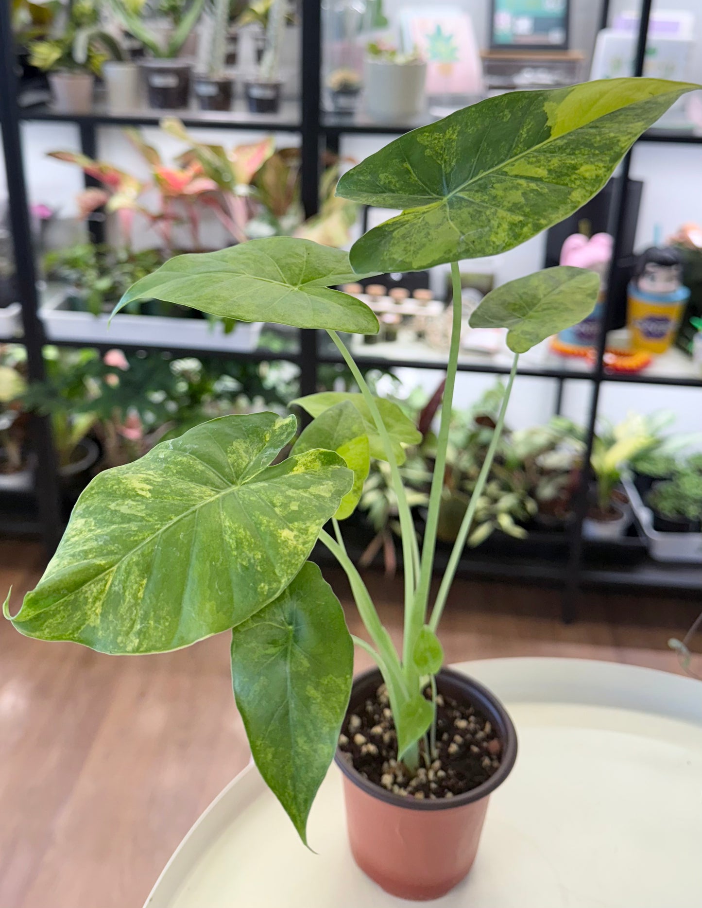 Alocasia odora Yellow Variegated