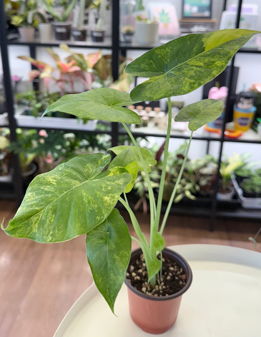 Alocasia odora Yellow Variegated