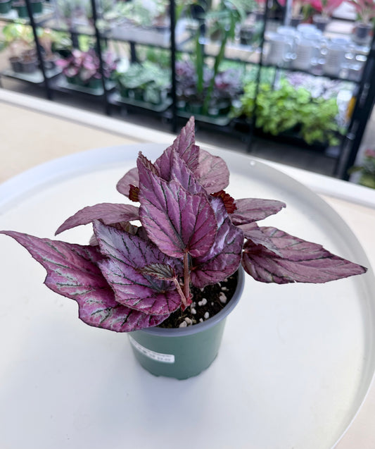 Begonia 'Hugh Mclaughlin'