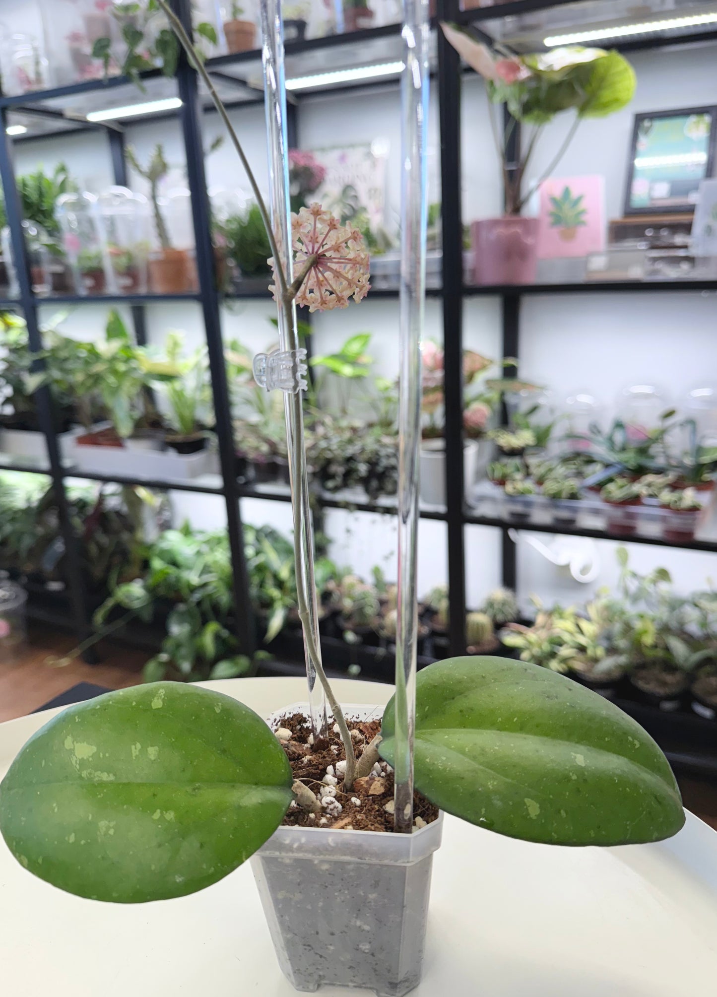 Hoya fuscomarginata