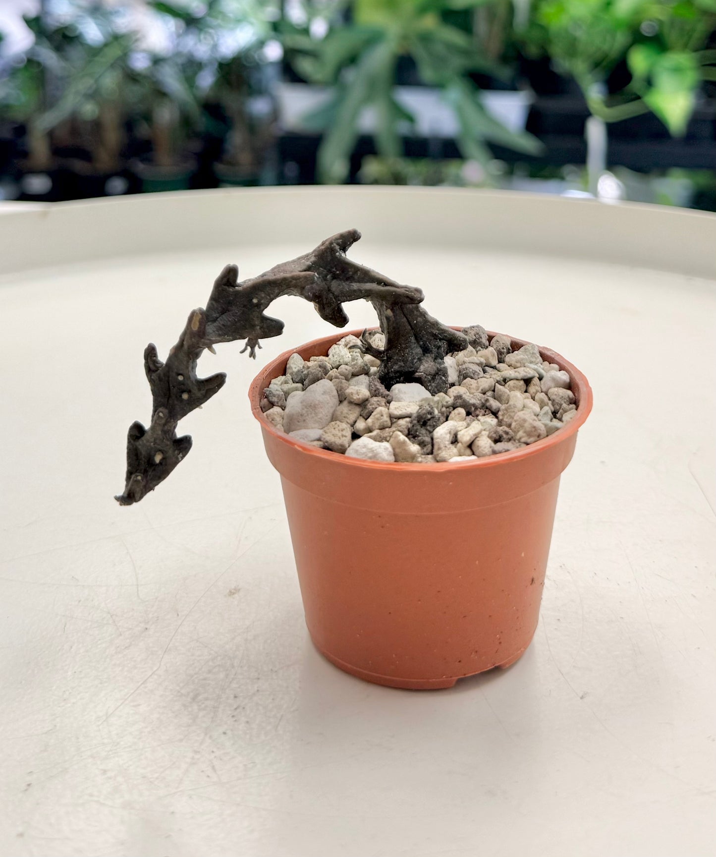 Ceropegia bosseri | Black Dragon Plant 2”