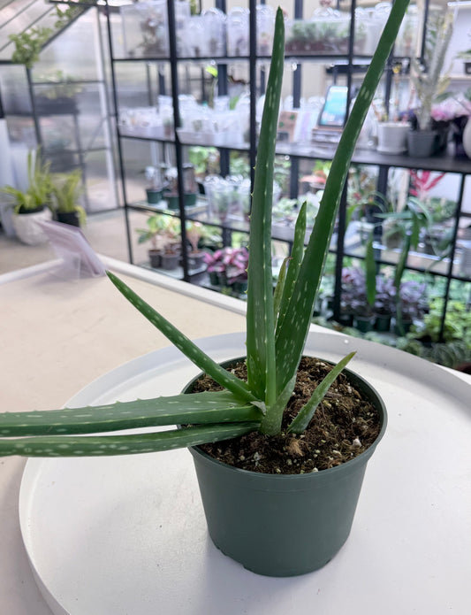 Aloe Vera 6” | No Ship