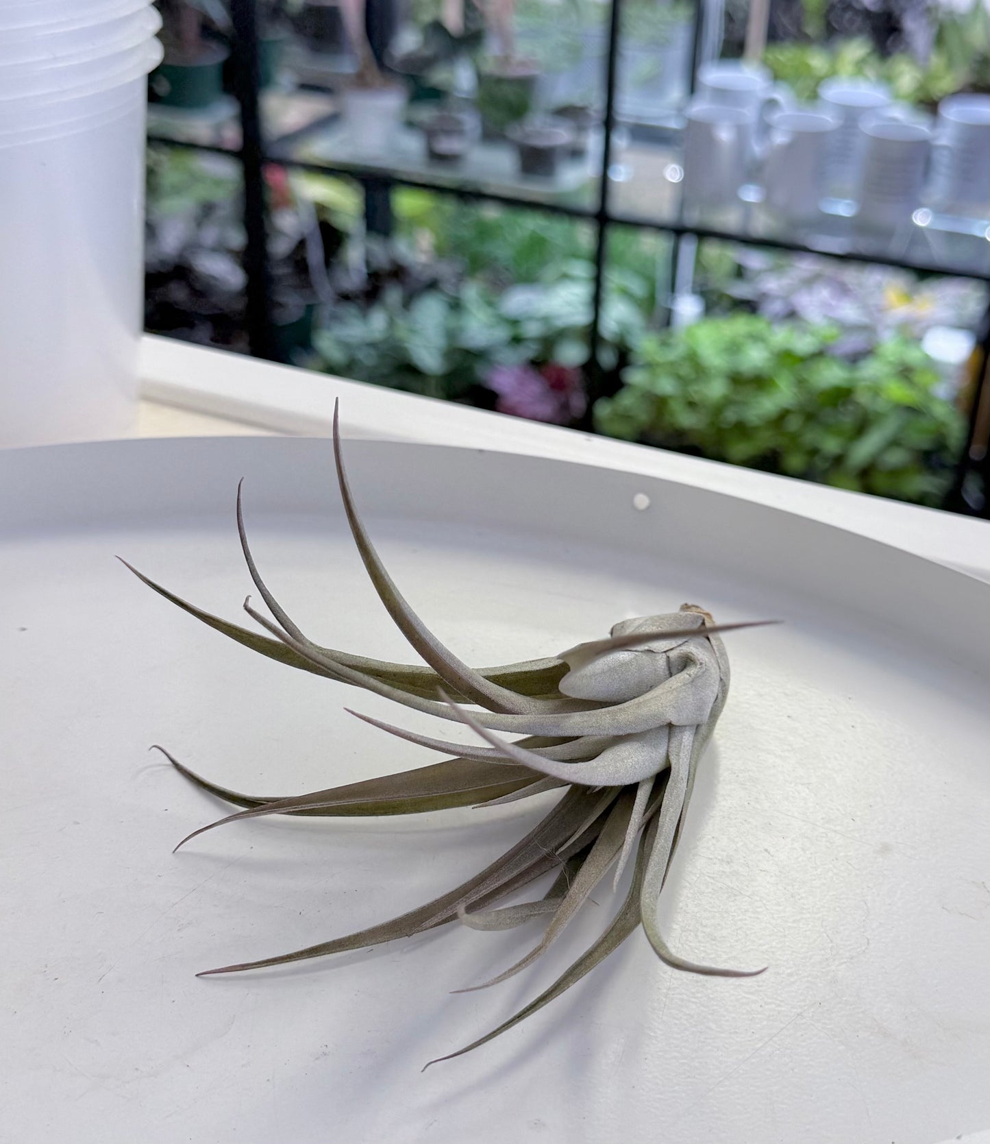 Air Plants | Tillandsia capitata Peach