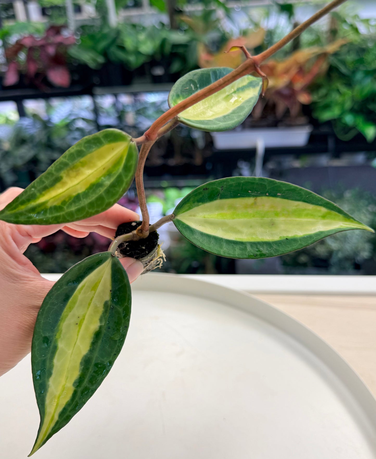 Hoya latifolia 'Pot of Gold' | Plugs