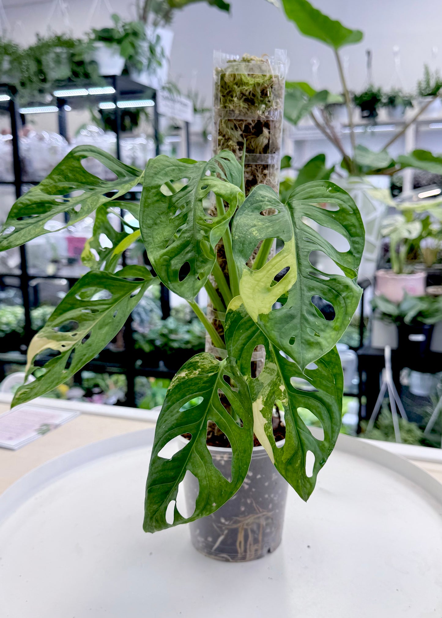 Monstera adansonii Aurea on Moss Pole