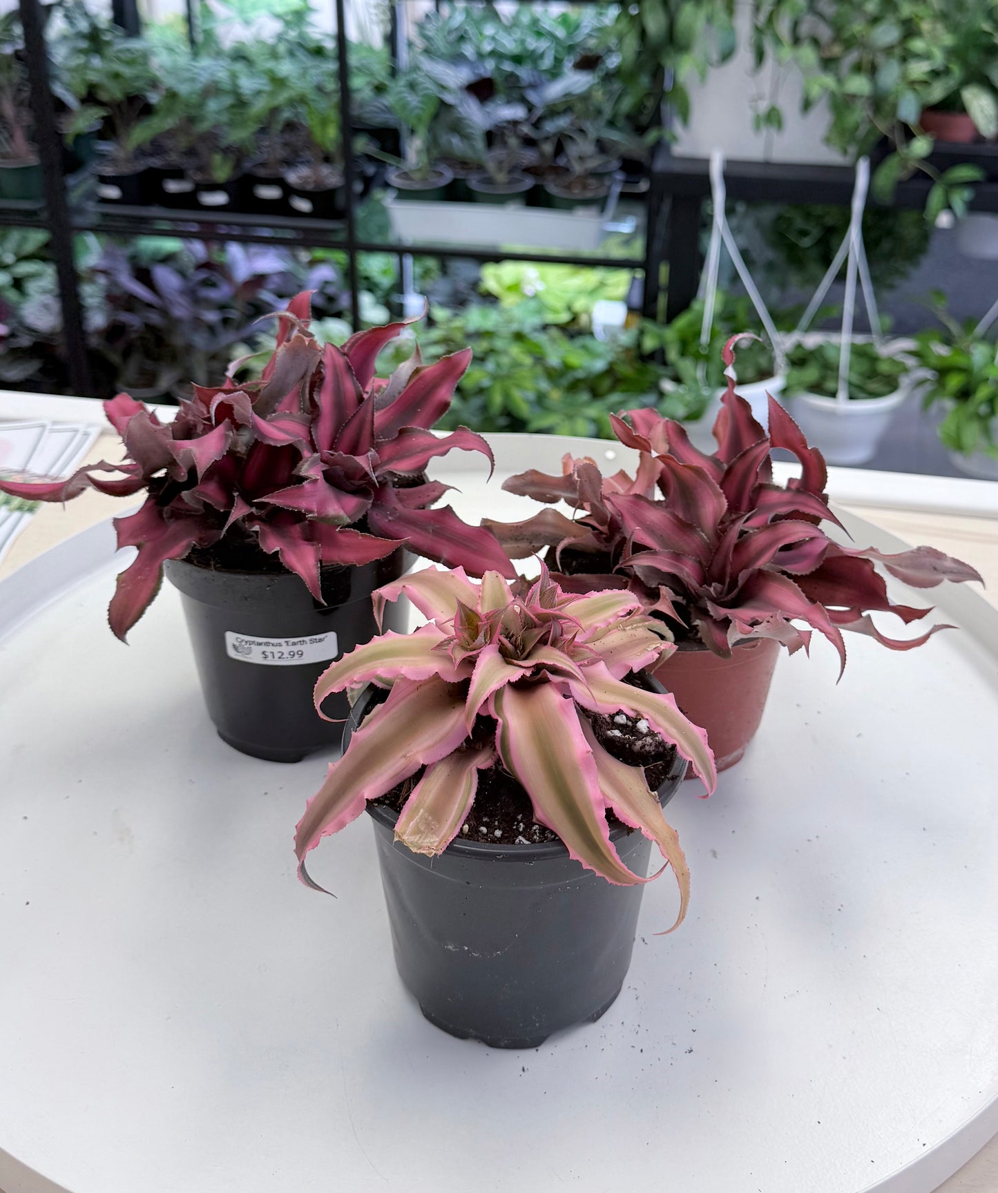 Cryptanthus ‘Earth Star’
