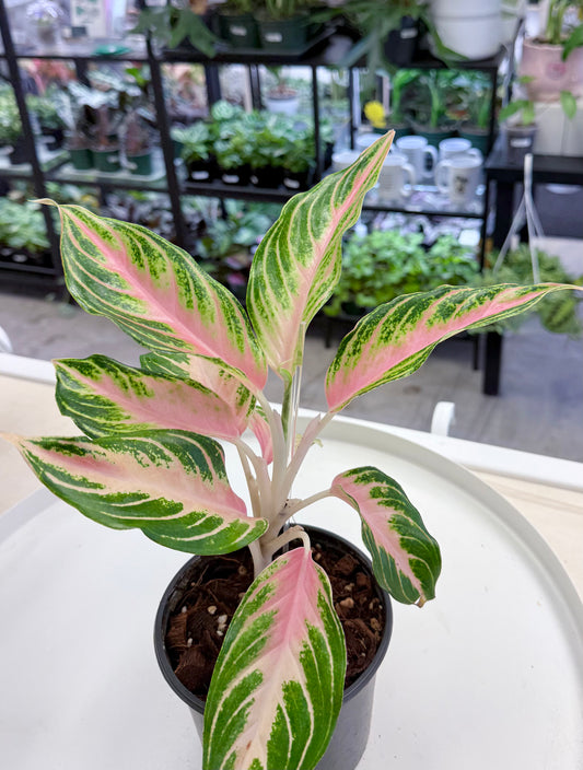 Aglaonema 'Pink Panama'