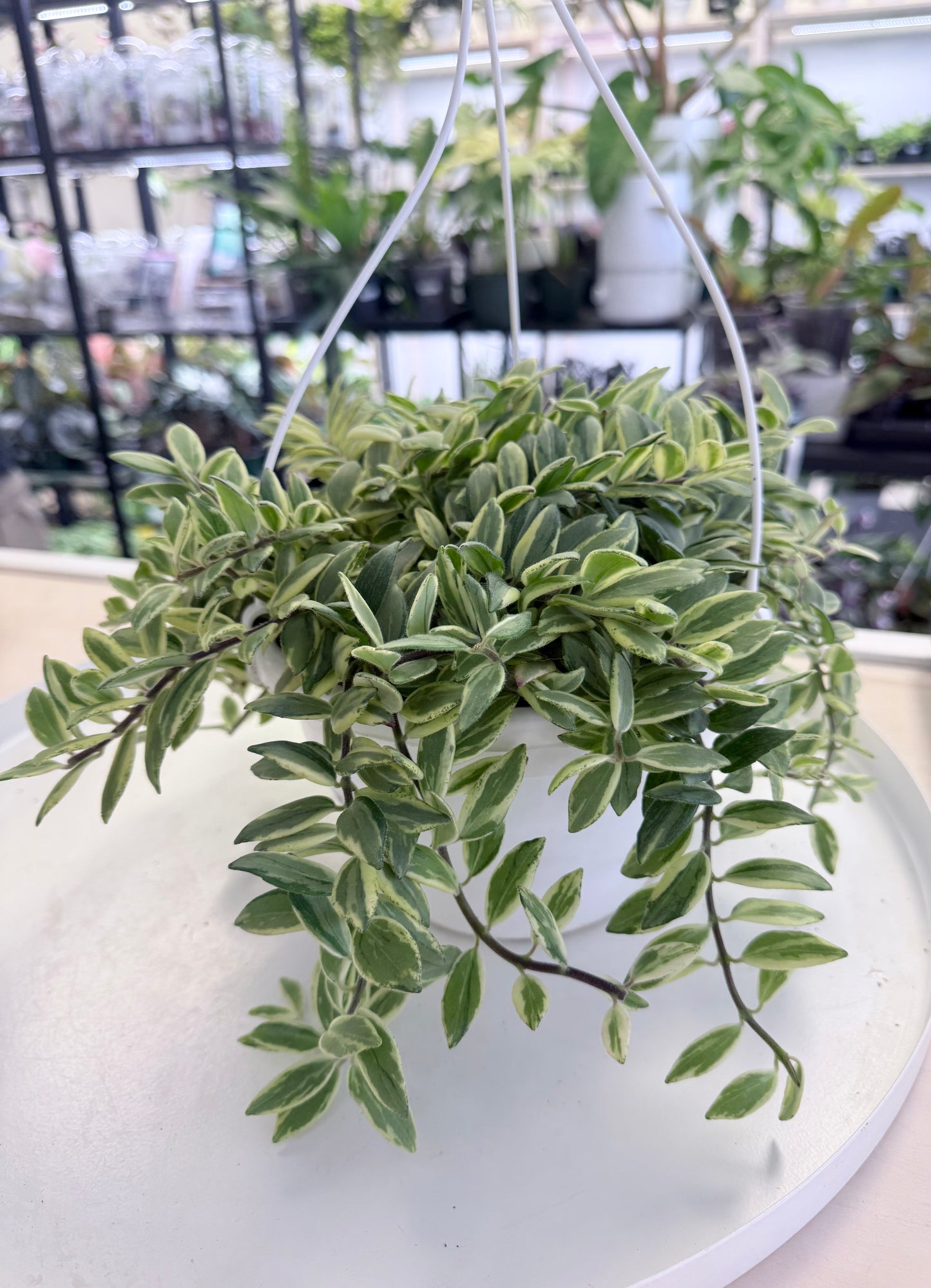 Aeschynanthus 'Bolero Bicolor' Lipstick Plant 8” HB No Ship