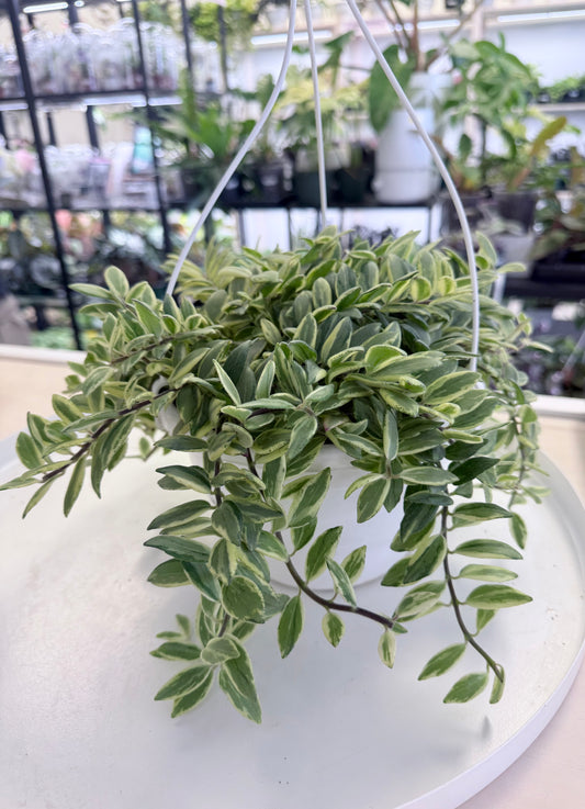 Aeschynanthus 'Bolero Bicolor' Lipstick Plant 8” HB No Ship