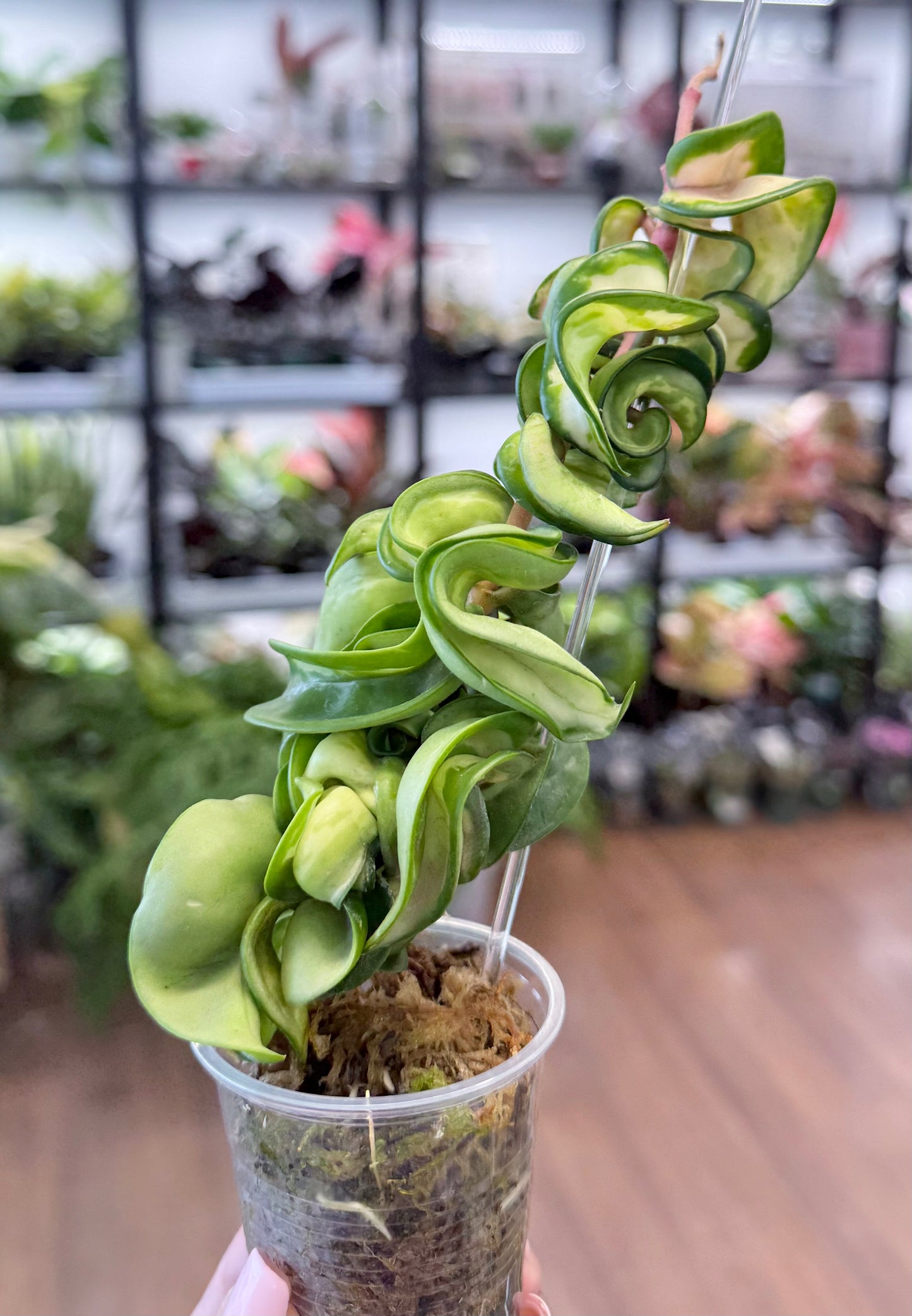 Hoya compacta ‘Mauna Loa’