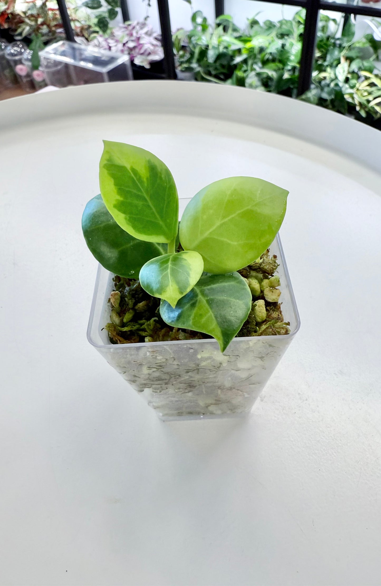 Hoya obscura Variegated
