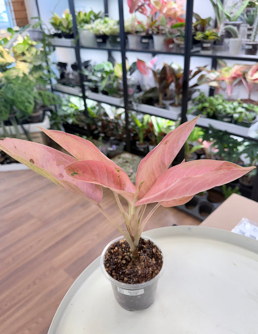 Aglaonema ‘Peach Banana’ | Med