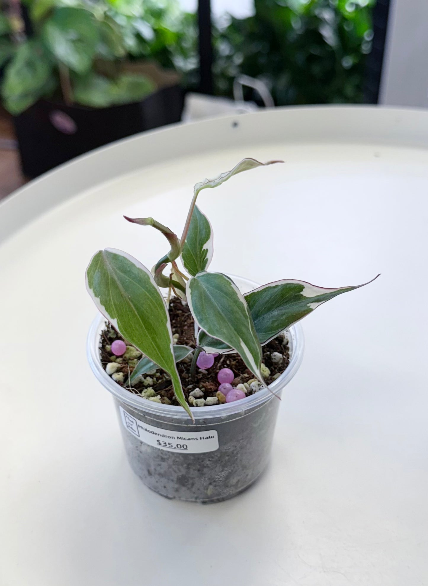 Philodendron Micans 'Velvet Halo'