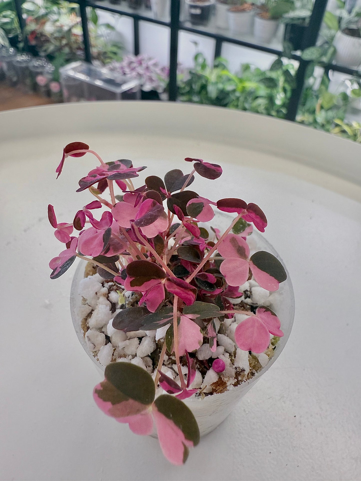 Oxalis spiralis ssp. vulcanicola 'Plum Crazy' 2”