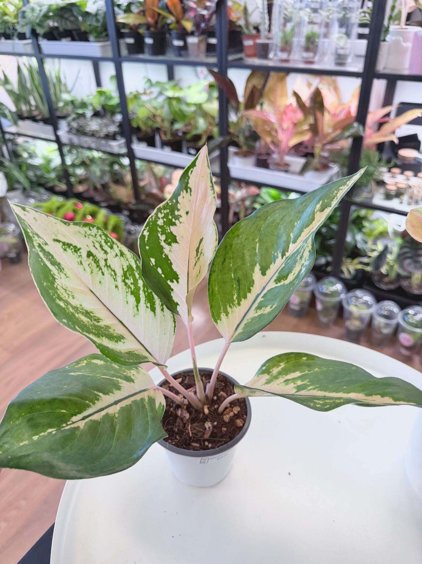 Aglaonema ‘Amazon’