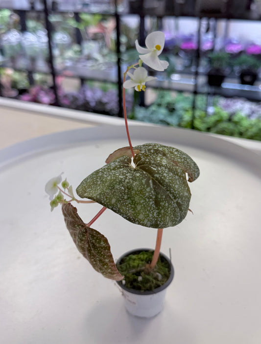 Begonia ‘Moona’