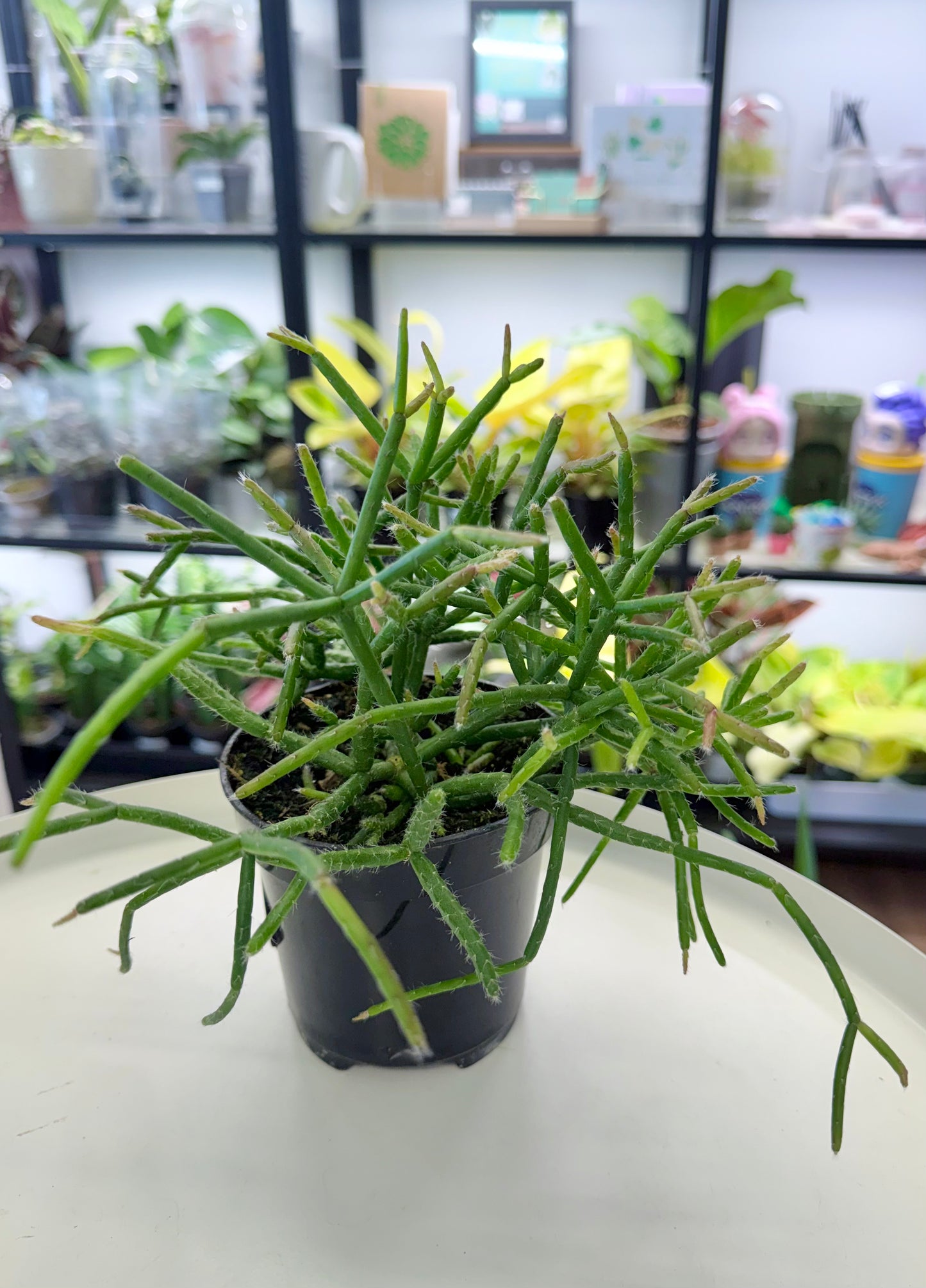 Rhipsalis baccifera | Mistletoe Cactus 4”