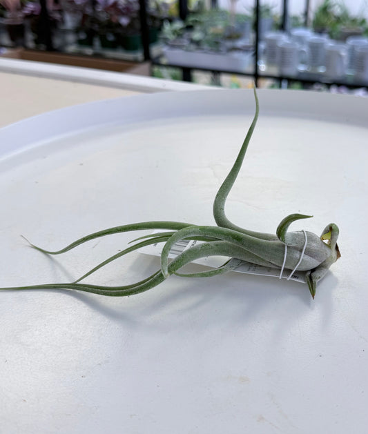 Air Plants | Tillandsia caput-medusae