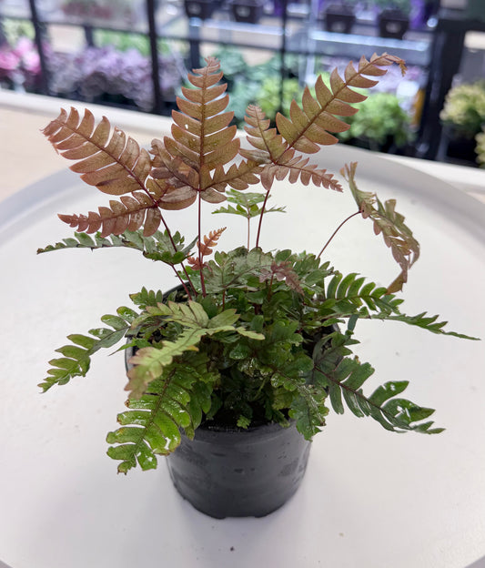 Fern ‘Tricolor’ | Pteris quadriaurita 4”