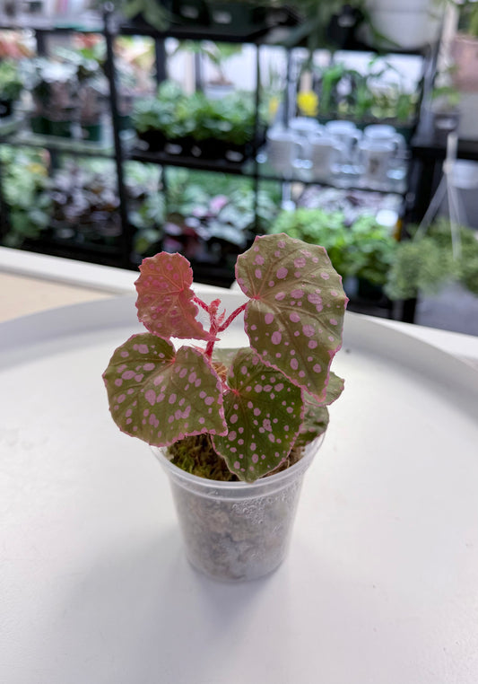 Begonia sp. Maura Wahua