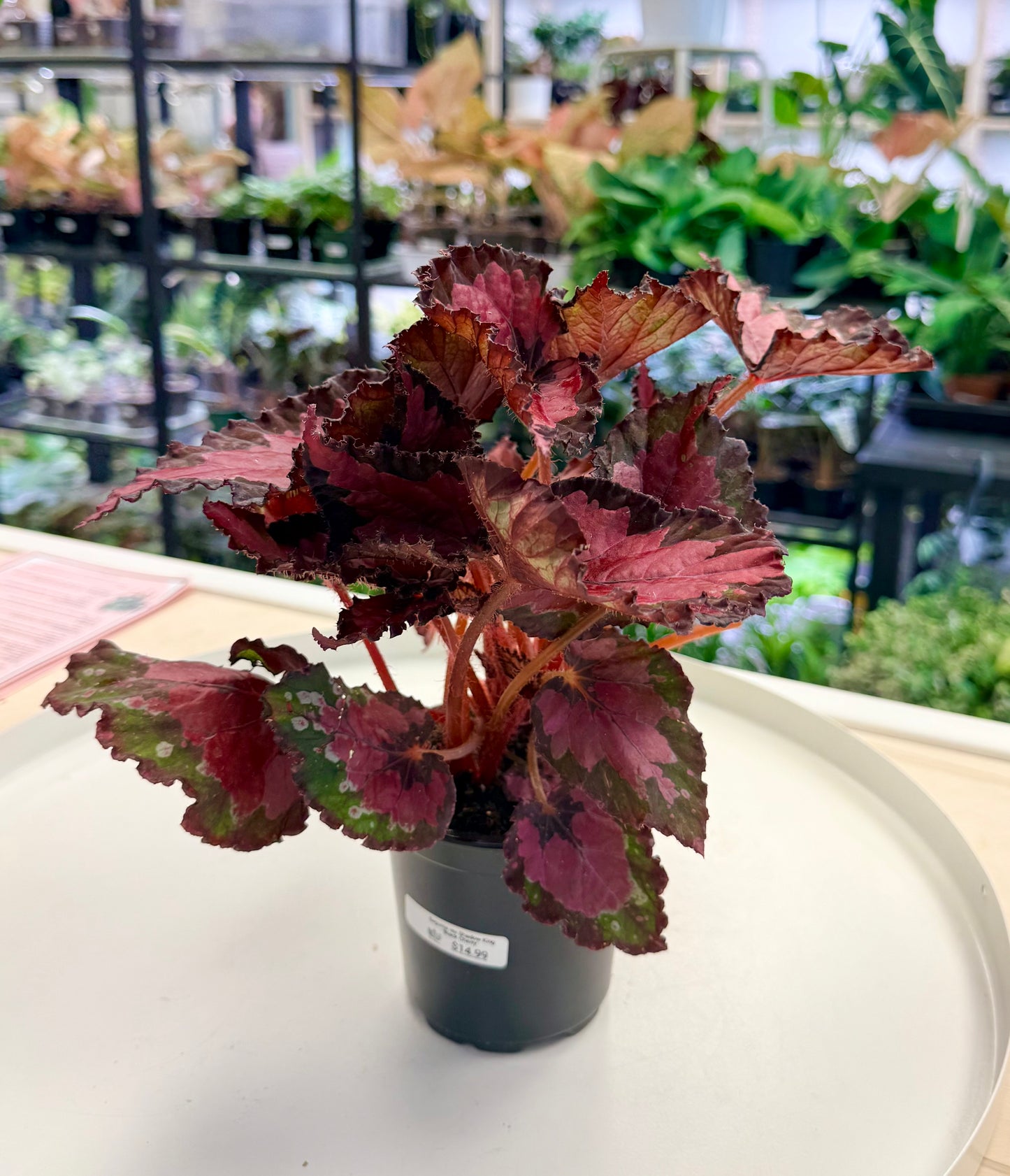 Begonia rex Shadow King 'Black Cherry'