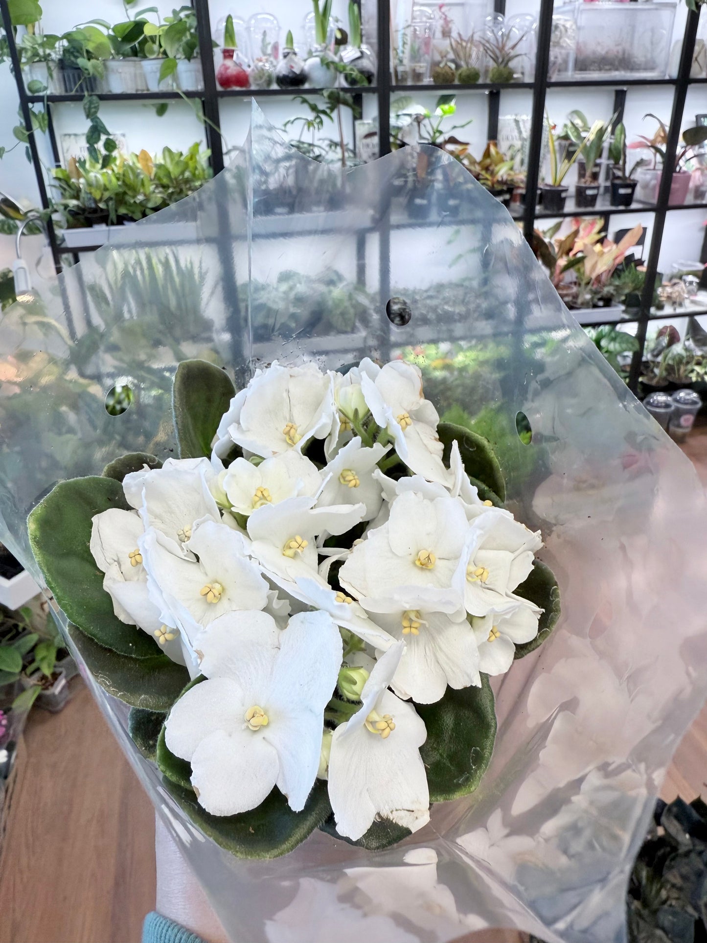 African Violet (White)