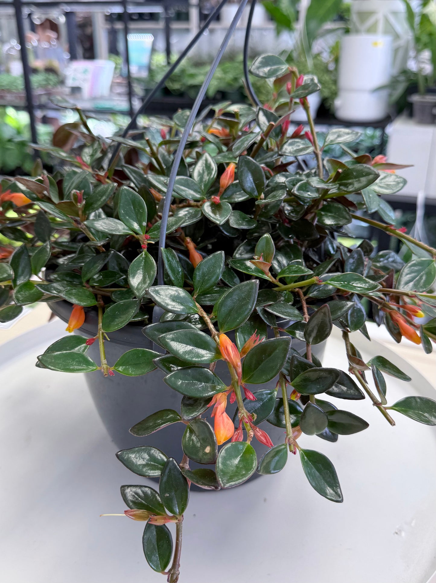 Goldfish Plant Shady Lady “Heidi” | Nematanthus ‘Heidi’