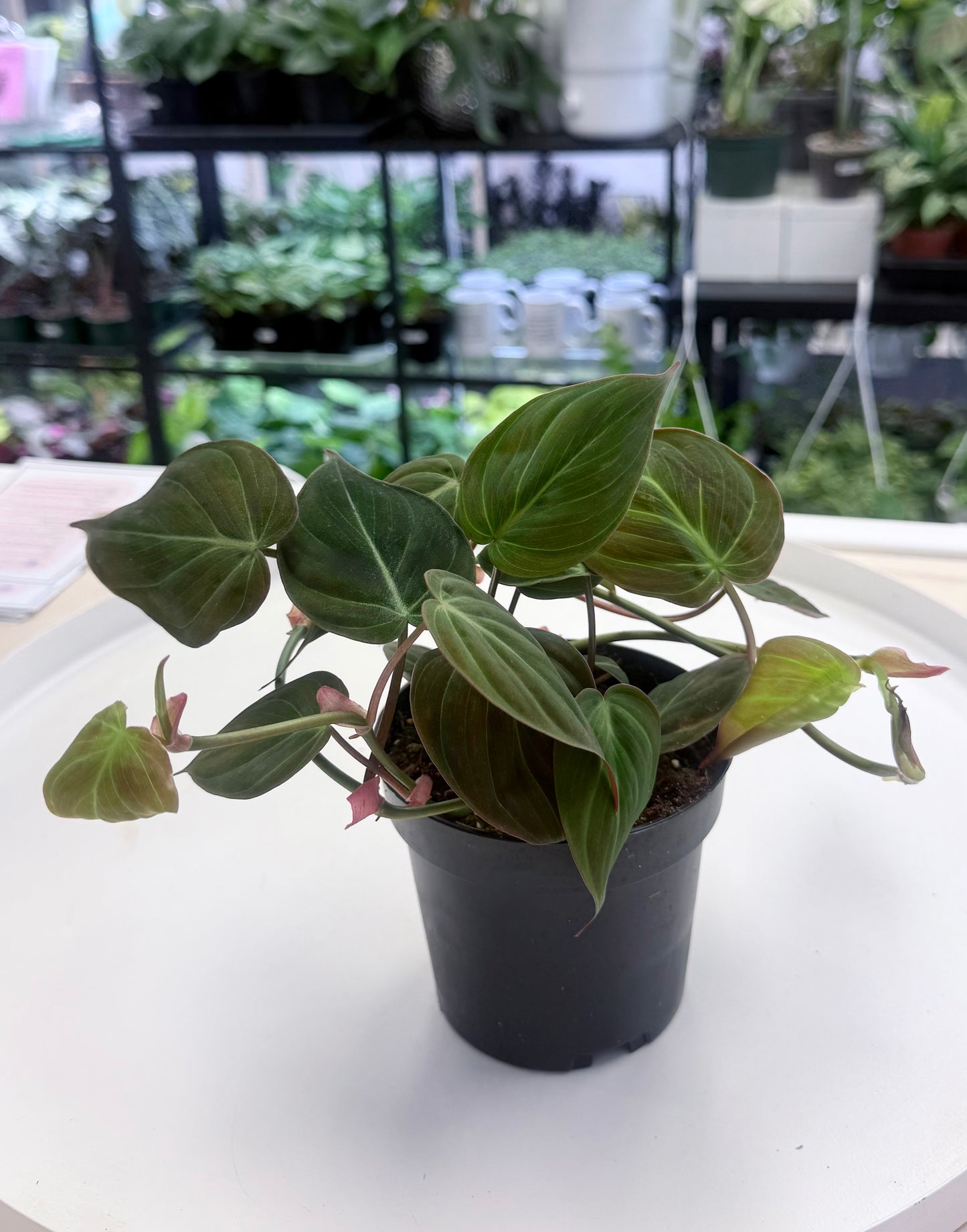 Philodendron ‘Micans’