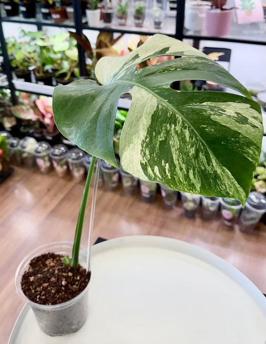 Monstera deliciosa ‘Jungle Mint’