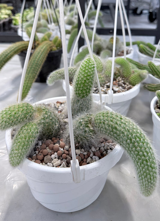 Monkey Tail Cactus | Cleistocactus colademononis | 6” HB No Ship