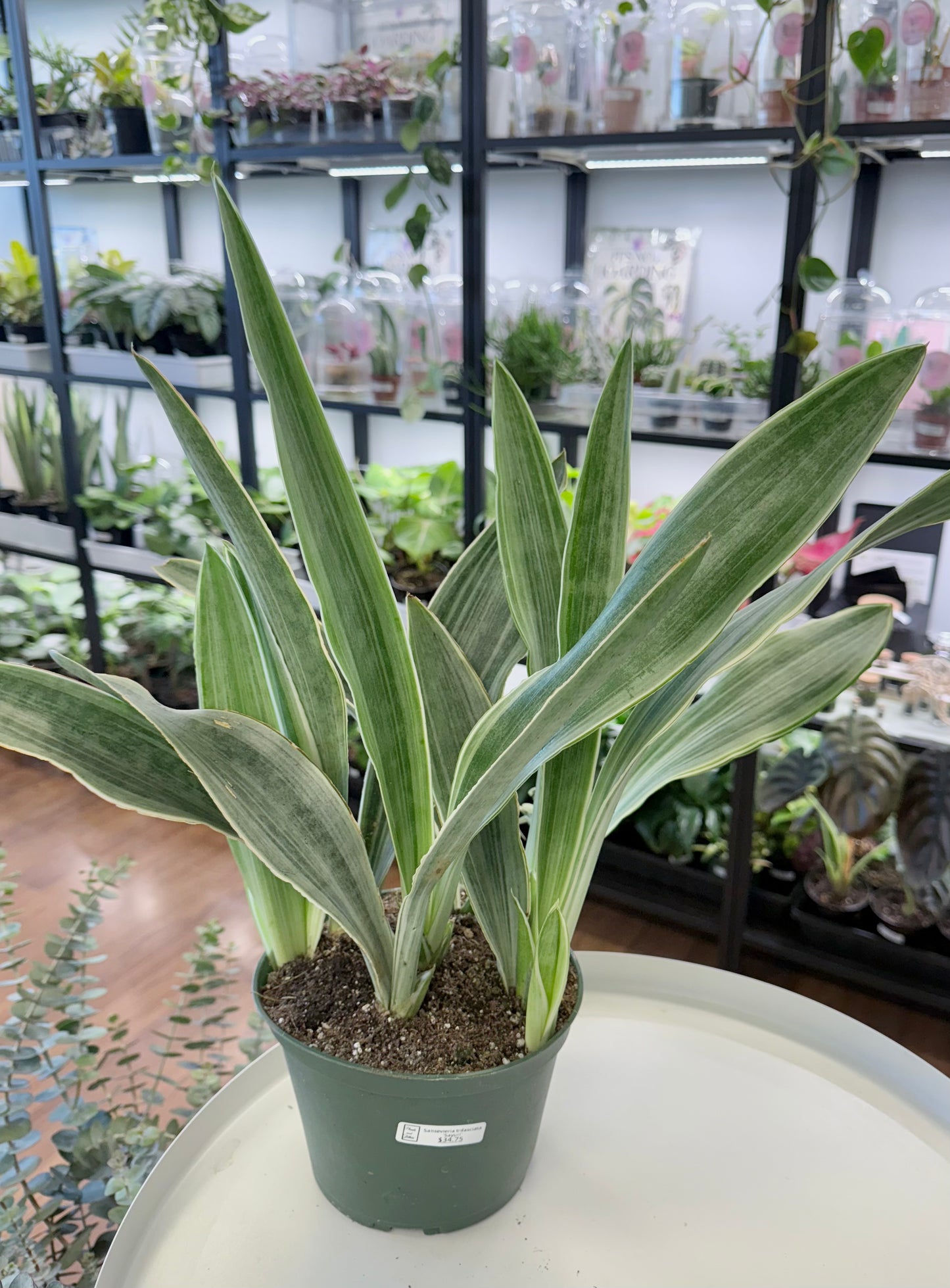 Sansevieria trifasciata ‘Sayuri’ 6”