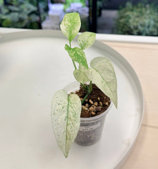 Monstera laniata Mint