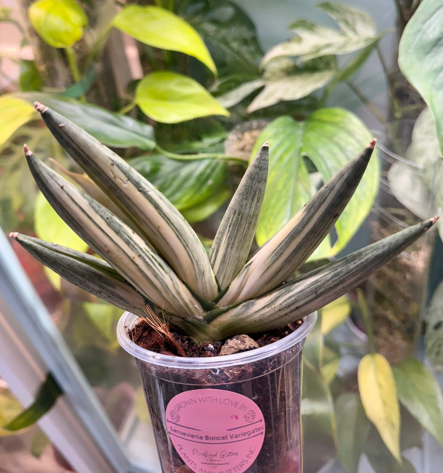 Sansevieria Boncel Variegated
