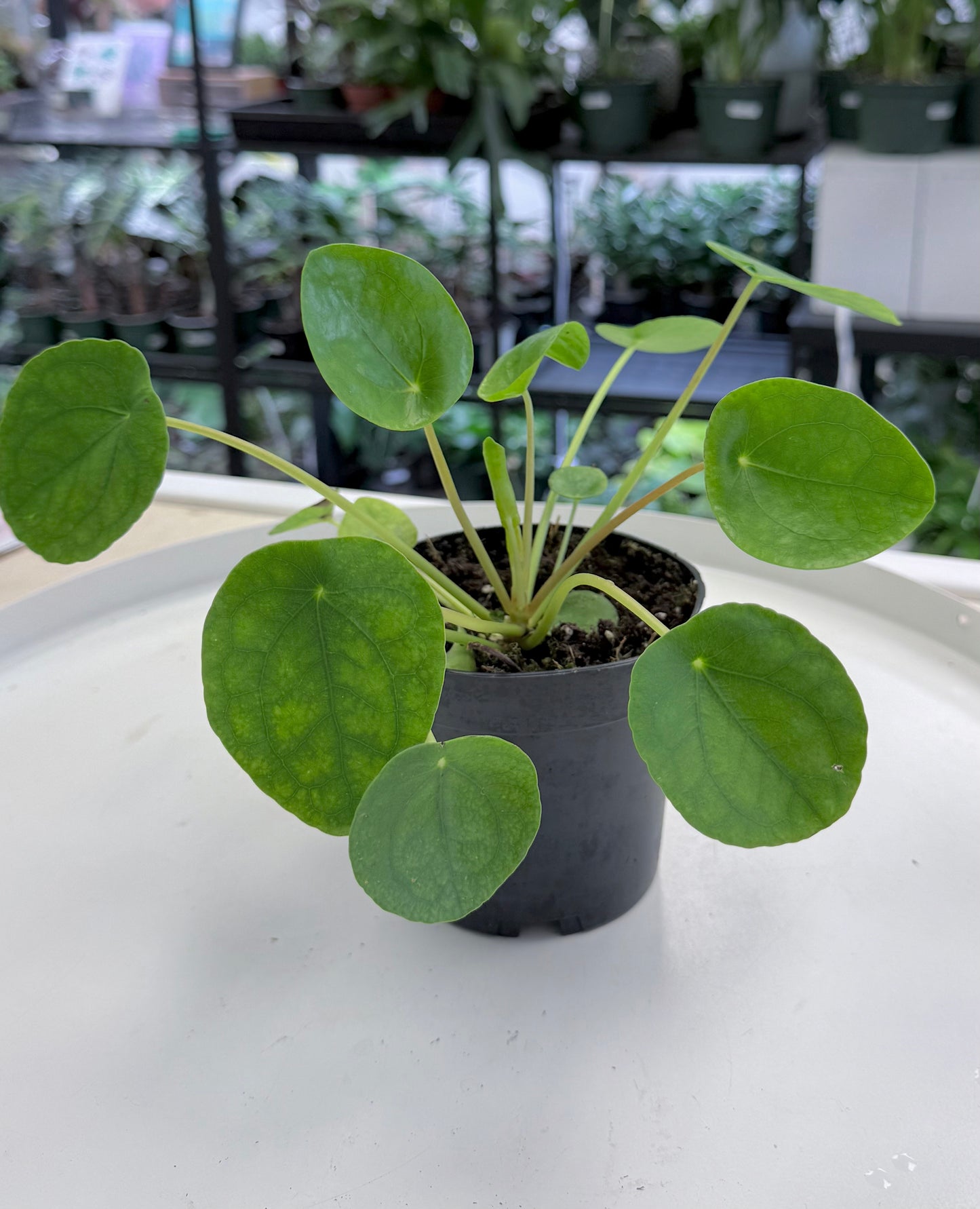 Chinese Money Plant | Pilea peperomioides 4”
