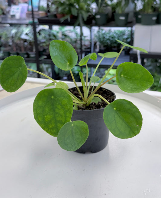 Chinese Money Plant | Pilea peperomioides 4”