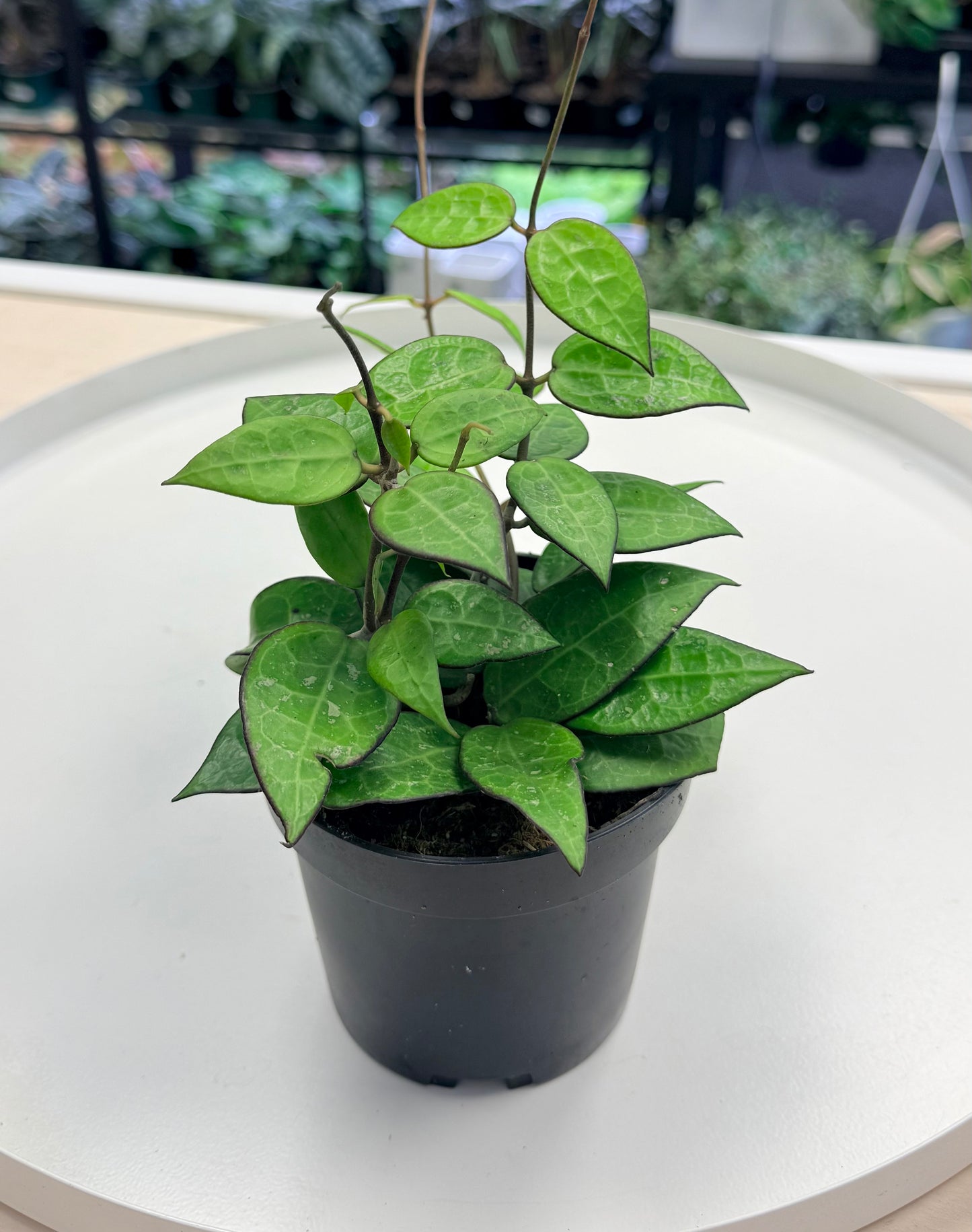 Hoya verticillata ‘Black Margin’