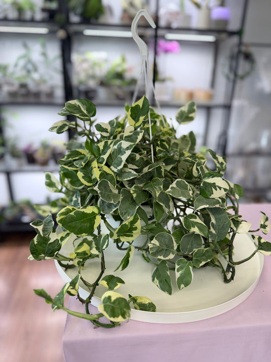 Epipremnum aureum ‘Pearls and Jade’ l Hanging Basket 7” | No ship