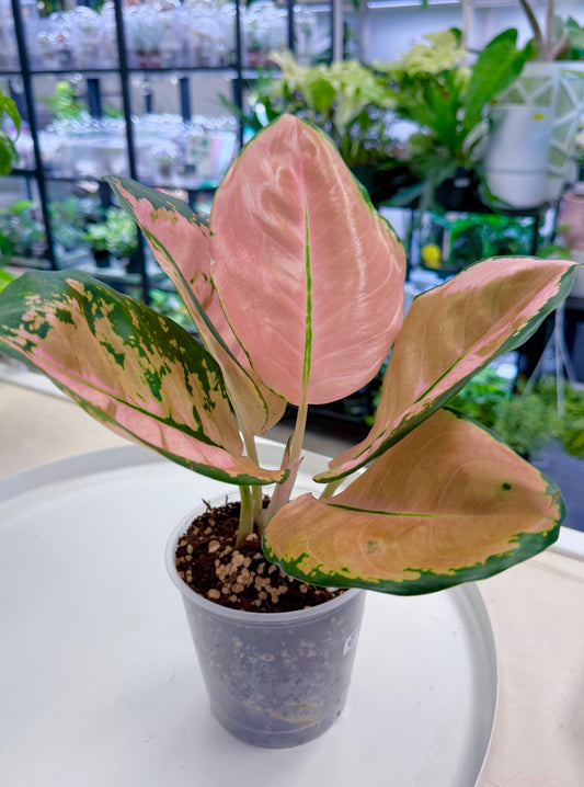 Aglaonema ‘Starbucks’