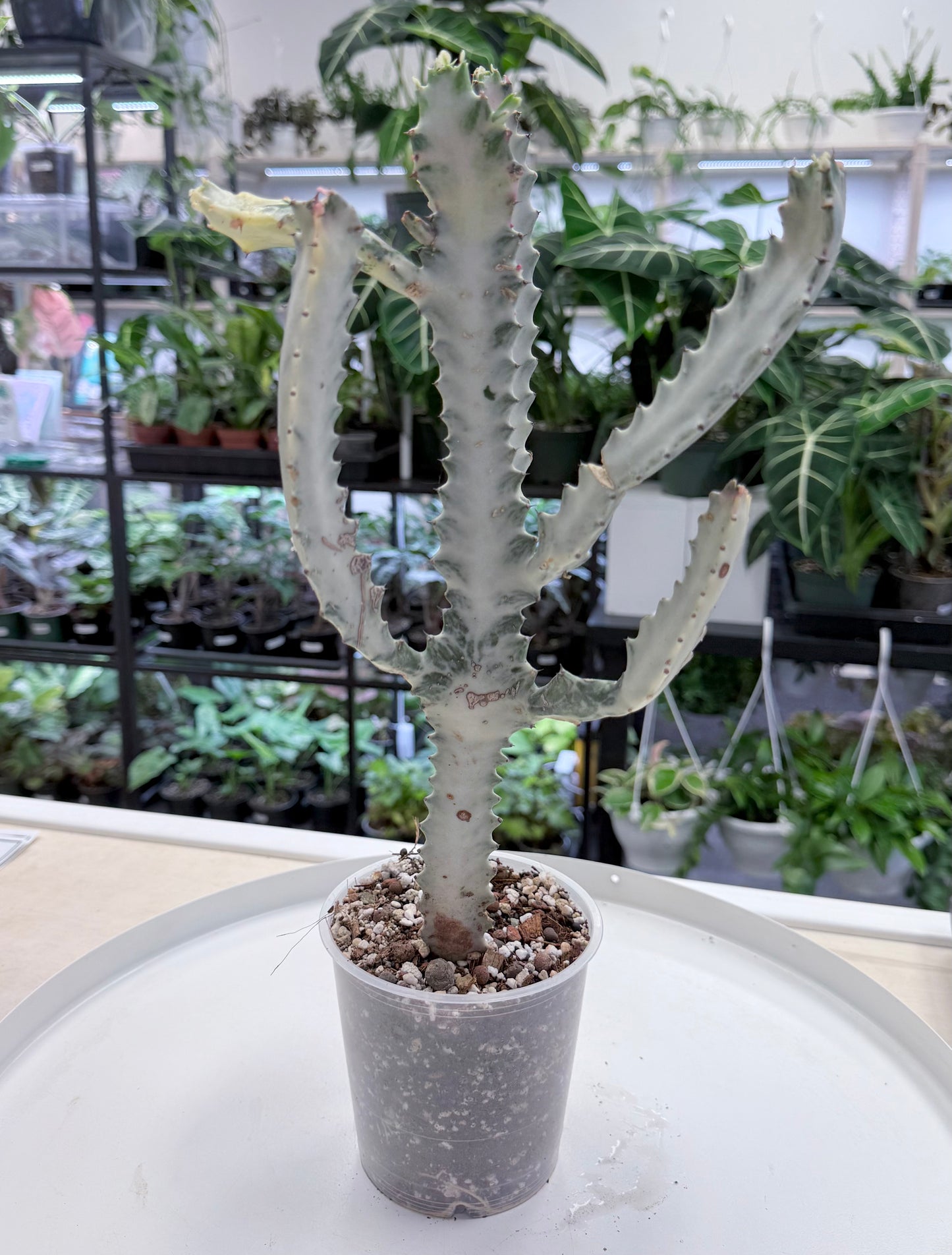 Euphorbia lactea ‘White Ghost’ |Large 16-20” No Ship